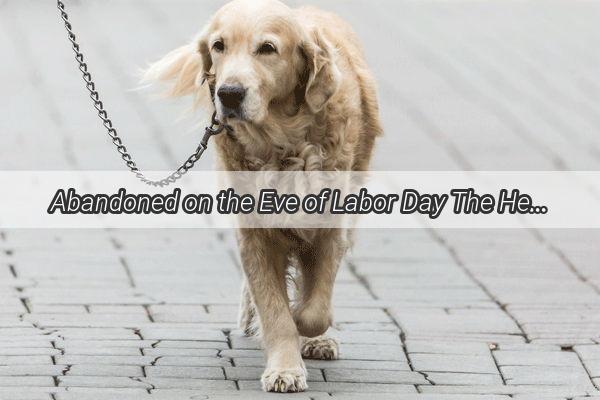 Abandoned on the Eve of Labor Day The Heartbreaking Story of a Furry Companion Left Behind